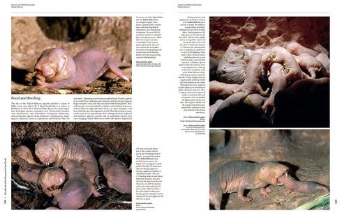 Handbook of the Mammals of the World no 6 -Lagomorphs and Rodents -  Lynx 2016